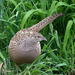 Female Pheasant by arkensiel