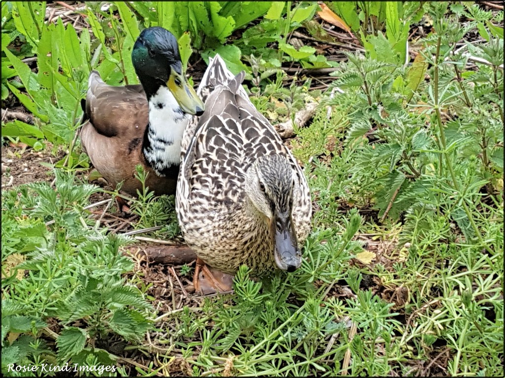 A pair of ducks by rosiekind