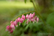 18th Apr 2020 - Bleeding Hearts