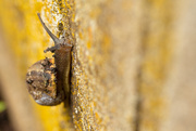18th Apr 2020 - Snail on the wall