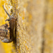 Snail on the wall by leonbuys83