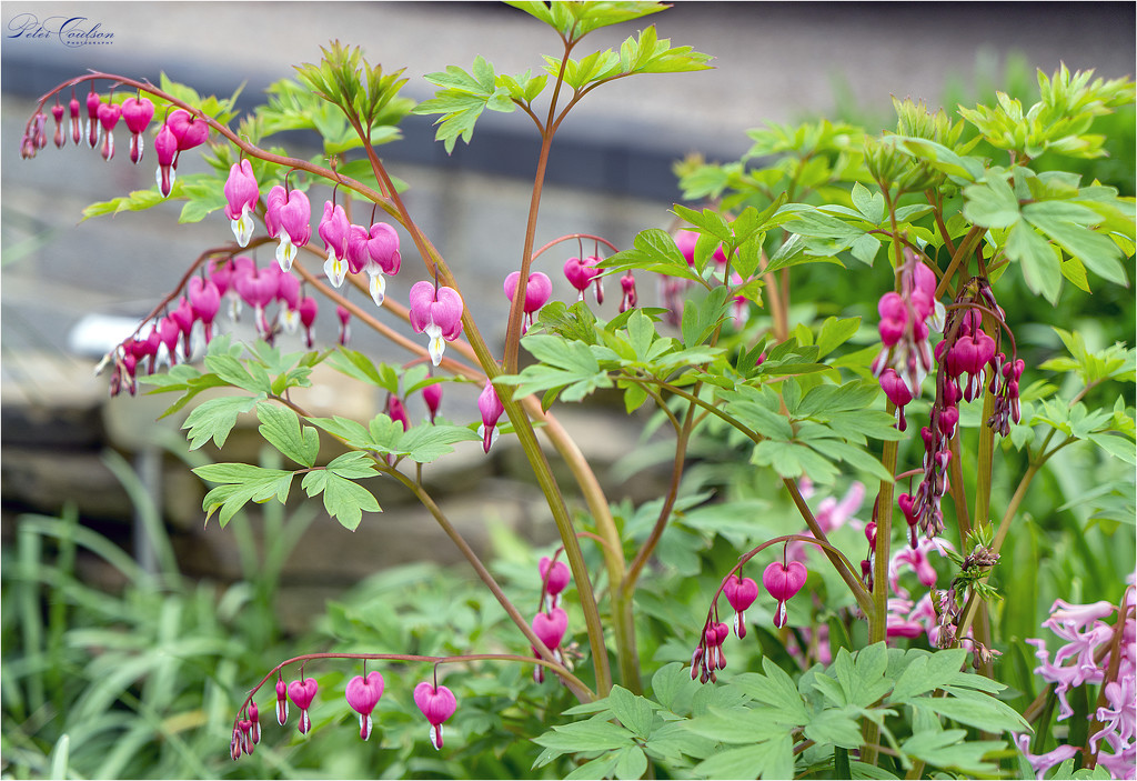 Red Bleeding Hearts by pcoulson