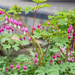 Red Bleeding Hearts by pcoulson
