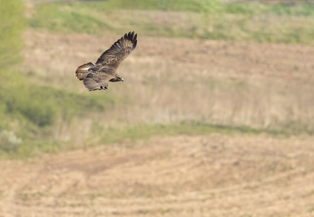 Buzzard (US Hawk) by shepherdmanswife