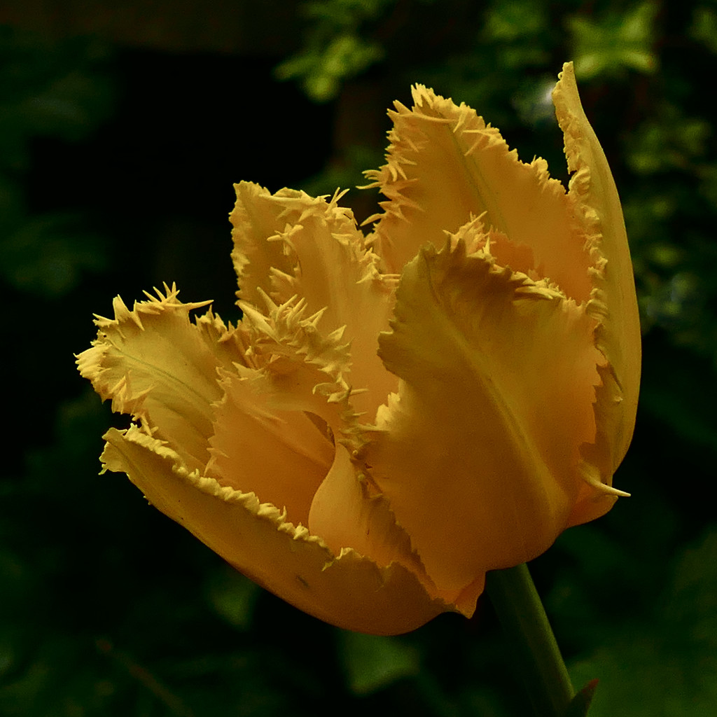 Yellow tulip by marijbar