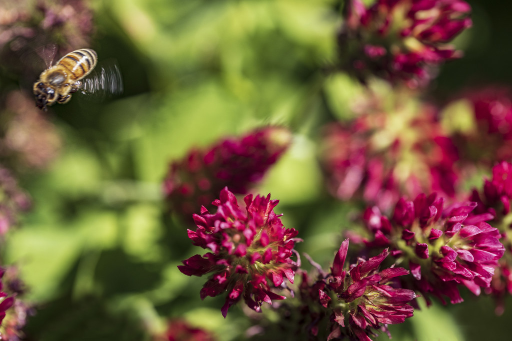 Buzzing the Clover by kvphoto