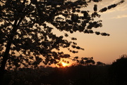16th Apr 2020 - Blossoming Sunset