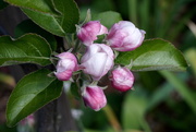 18th Apr 2020 - Apple Blossom (Pentacon auto 1.8/50 multi coated vintage lens)