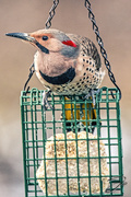 18th Apr 2020 - Male Yellow-shafted Flicker