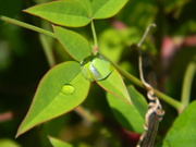 18th Apr 2020 - Raindrop on Nandina Leaf 