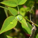 Raindrop on Nandina Leaf  by sfeldphotos