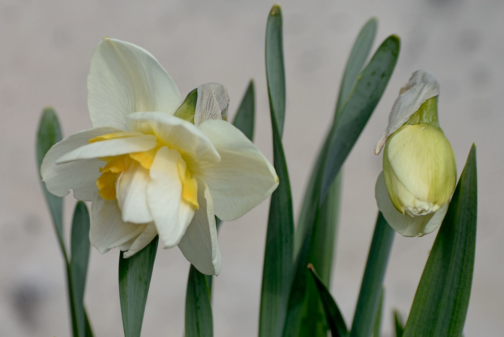 Another Daffodil Variety... by bjywamer