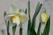 18th Apr 2020 - Another Daffodil Variety...