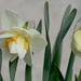 Another Daffodil Variety... by bjywamer
