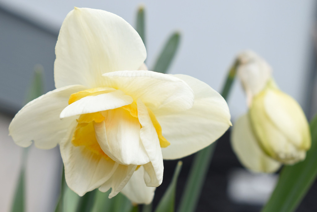 Daffodil Closeup by bjywamer