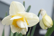 18th Apr 2020 - Daffodil Closeup
