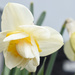 Daffodil Closeup by bjywamer