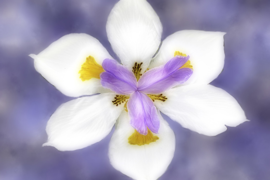 Wild Iris Fairy by joysfocus