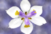18th Apr 2020 - Wild Iris Fairy