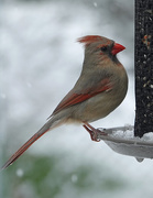 18th Apr 2020 - Female Cardinal