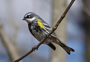 19th Apr 2020 - Yellow-rumped Warbler
