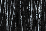 16th Apr 2020 - Birches Again