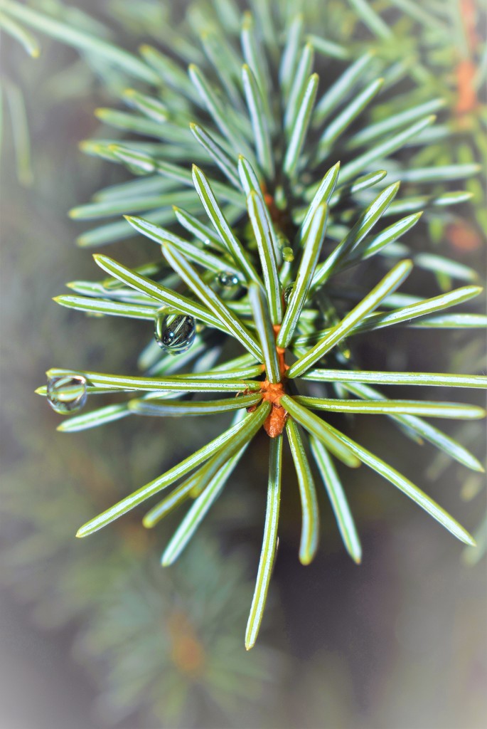 Blue Spruce by sandlily