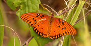 18th Apr 2020 - One More Gulf Fritillary Butterfly!