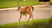 18th Apr 2020 - Momma Deer Leading the Way!