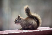 17th Apr 2020 - The visiting squirrel