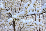 16th Apr 2020 - Spring Snow