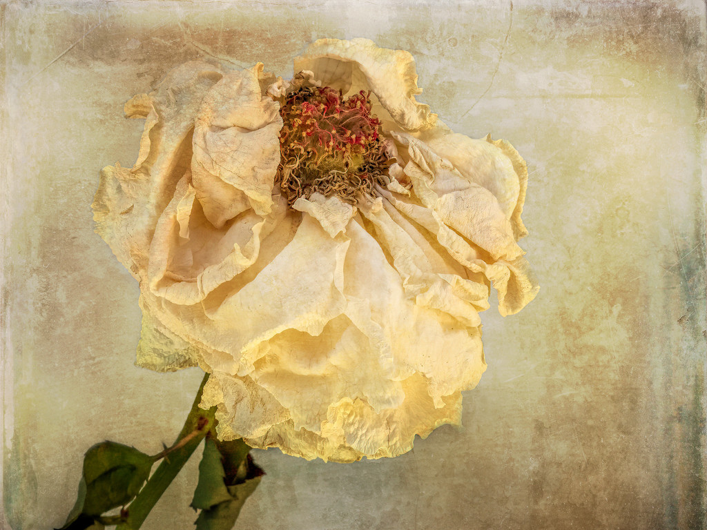 Decayed Rose by ludwigsdiana