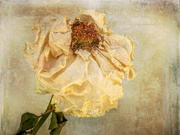 19th Apr 2020 - Decayed Rose