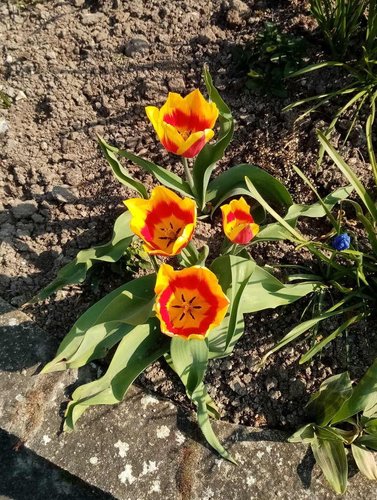 Tulips by g3xbm