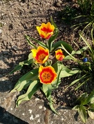 19th Apr 2020 - Tulips