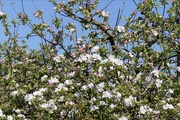 19th Apr 2020 - Apple Blossom 
