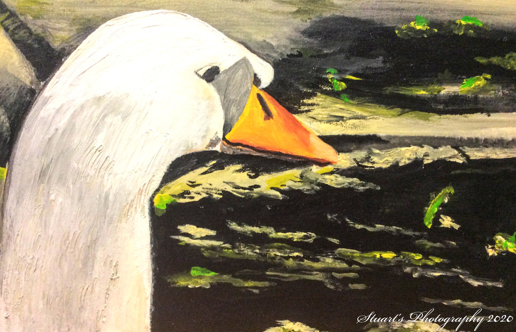 Swans head and neck (painting) by stuart46