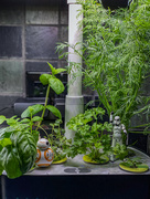15th Apr 2020 - Look at the Bamboo Grove, BB-8 !