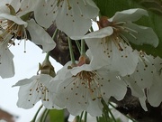 15th Apr 2020 - Cherry Tree Blossom 