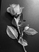 18th Apr 2020 - Fading Rose