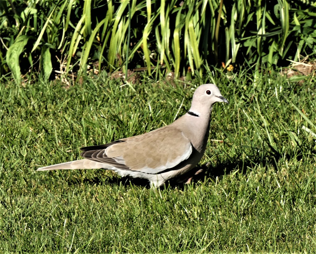 Collared Dove by julienne1
