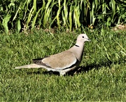 18th Apr 2020 - Collared Dove