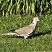Collared Dove by julienne1