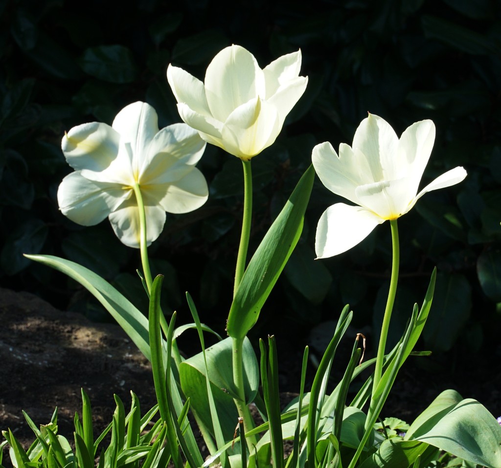 just three tulips by quietpurplehaze