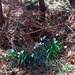 2020-04-19 Floral Tree-o by cityhillsandsea
