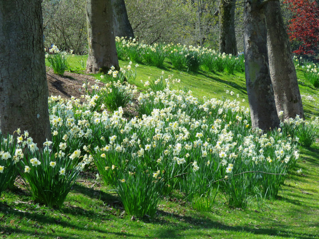 Green Lake Daffodils by seattlite