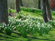 19th Apr 2020 - Green Lake Daffodils