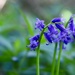 Bluebell by phil_sandford