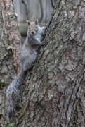 11th Apr 2020 - Squirrel waits for cooking-faill-treat