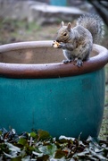18th Apr 2020 - I ate five pistachios at once!